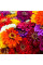 Zinnia elegans seeds (mix)