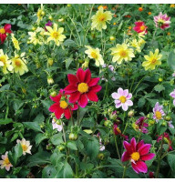 Dahlia seeds «Funny boys»