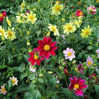 Dahlia seeds «Funny boys»