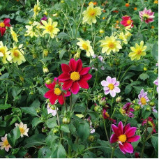 Dahlia seeds «Funny boys»
