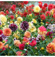 Dahlia terry seeds (mix)