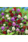 Gomphrena seeds (mix)