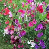 Sweet pea seeds «Undersized»