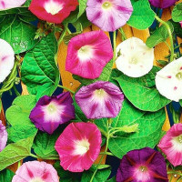 Ipomoea seeds «Tricolor» (mix)