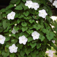 Ipomoea seeds «Moonlight»