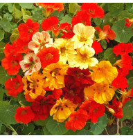 Nasturtium terry seeds (mix)