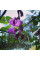Dolichos seeds «Purple garland»