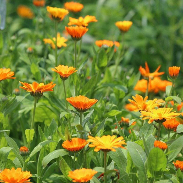 Calendula officinalis seeds