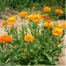 Calendula officinalis seeds