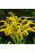 Goldenrod seeds «Canada»