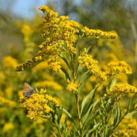 Goldenrod seeds «Canada»
