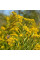 Goldenrod seeds «Canada»