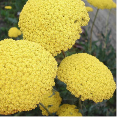 Yarrow seeds «Yellow»