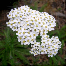 Yarrow seeds «White pearls»
