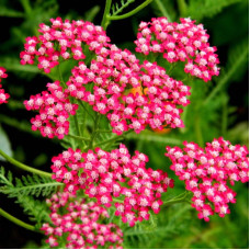 Yarrow seeds «Red»
