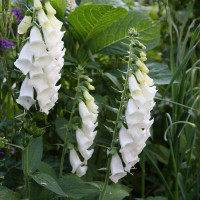 Foxglove seeds «Dalmatian white»