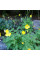 Meconopsis seeds «Cambrian»