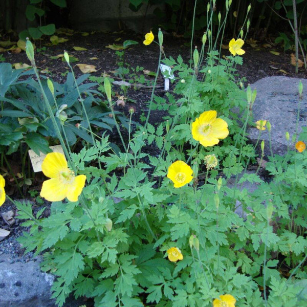 Meconopsis seeds «Cambrian»