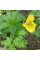 Meconopsis seeds «Cambrian»