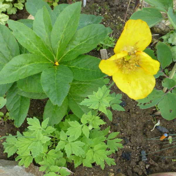 Meconopsis seeds «Cambrian»