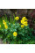 Meconopsis seeds «Cambrian»