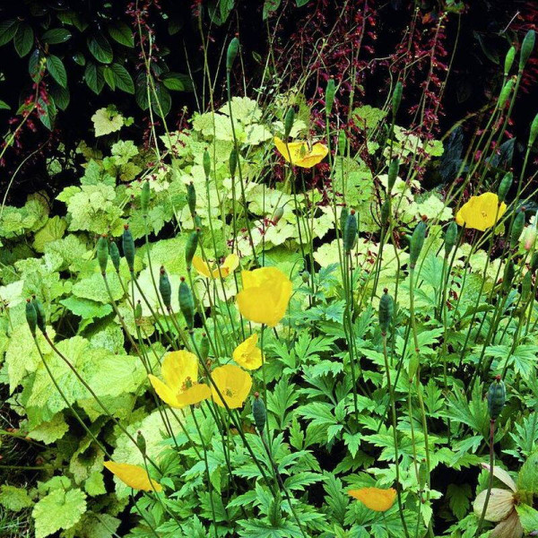 Meconopsis seeds «Cambrian»
