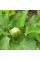 Datura seeds «Thornless»