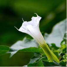 Datura seeds «Thornless»