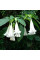 Datura seeds «Thornless»