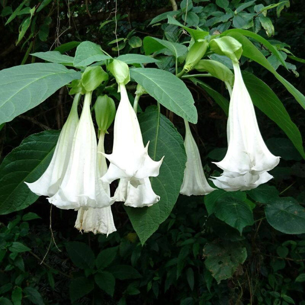 Datura seeds «Thornless»