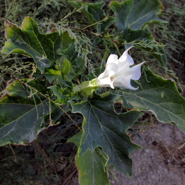 Datura seeds «Thornless»
