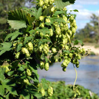Hop seeds «Friendly»