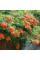 Campsis seeds «Trumpet creeper»