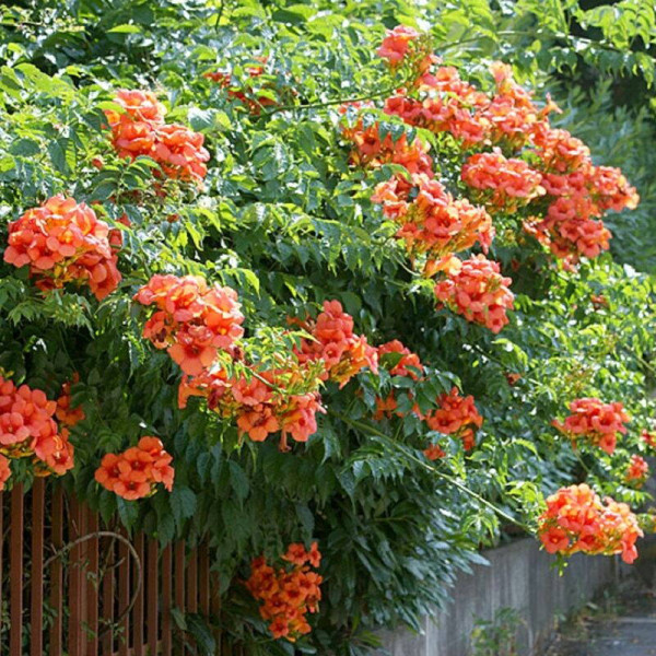 Campsis seeds «Trumpet creeper»