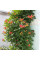 Campsis seeds «Trumpet creeper»