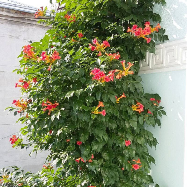 Campsis seeds «Trumpet creeper»