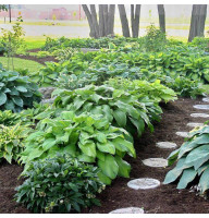 Hosta seeds (mix)