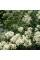 Clematis seeds «Erect white»