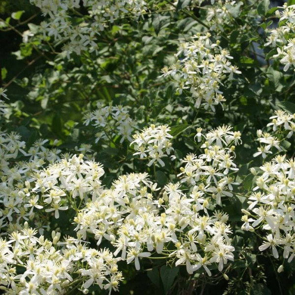 Clematis seeds «Erect white»