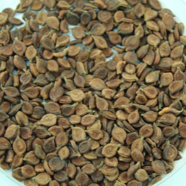 Clematis seeds «Erect white»