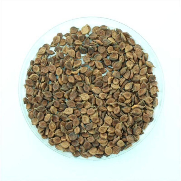 Clematis seeds «Erect white»