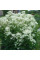 Clematis seeds «Erect white»