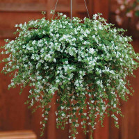 Bakopa seeds «Snowtopia»