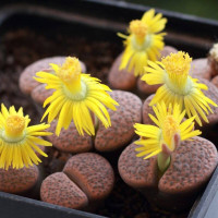 Lithops seeds «Mercury»