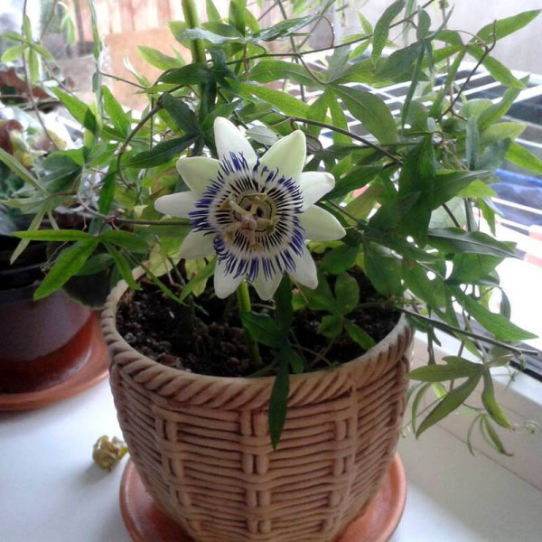 Maypop, purple passionflower seeds