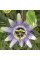 Maypop, purple passionflower seeds