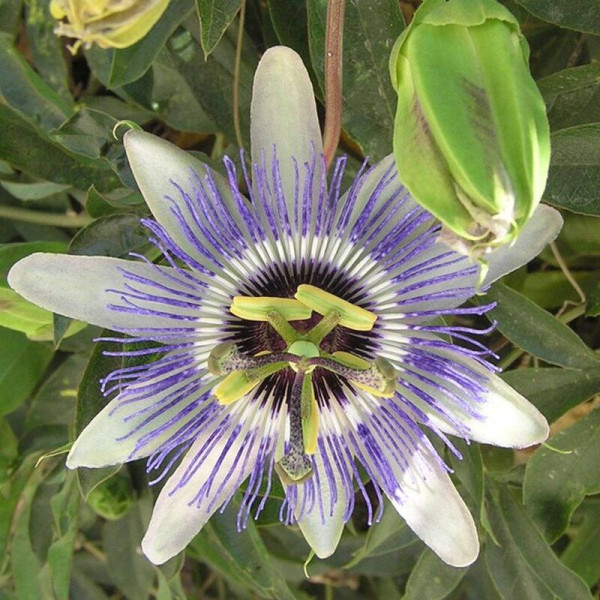 Maypop, purple passionflower seeds