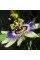 Maypop, purple passionflower seeds