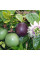 Maypop, purple passionflower seeds