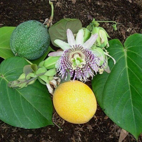 Maypop, purple passionflower seeds